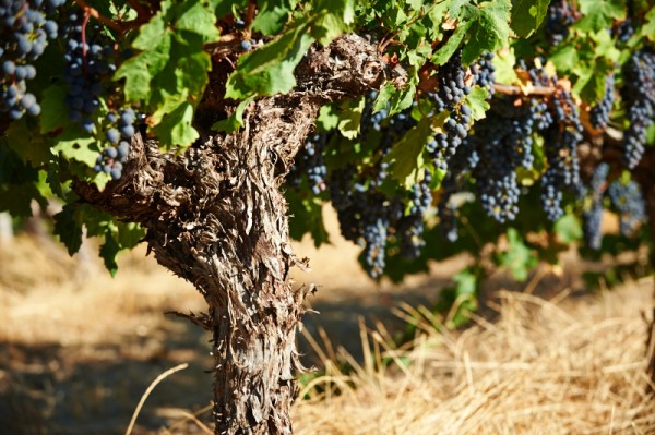 Winery And Portraits