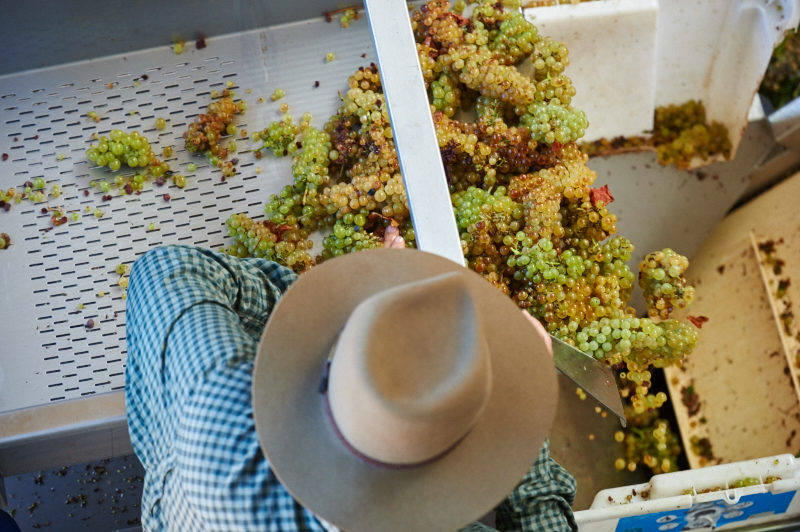 163_20160227_MOSS WOOD_Chardonnay Vintage & Pinot Plunging 1