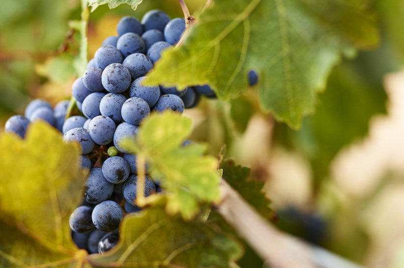 97_20160316_moss-wood_malbec-processing-cabernet-sauvignon-vintage