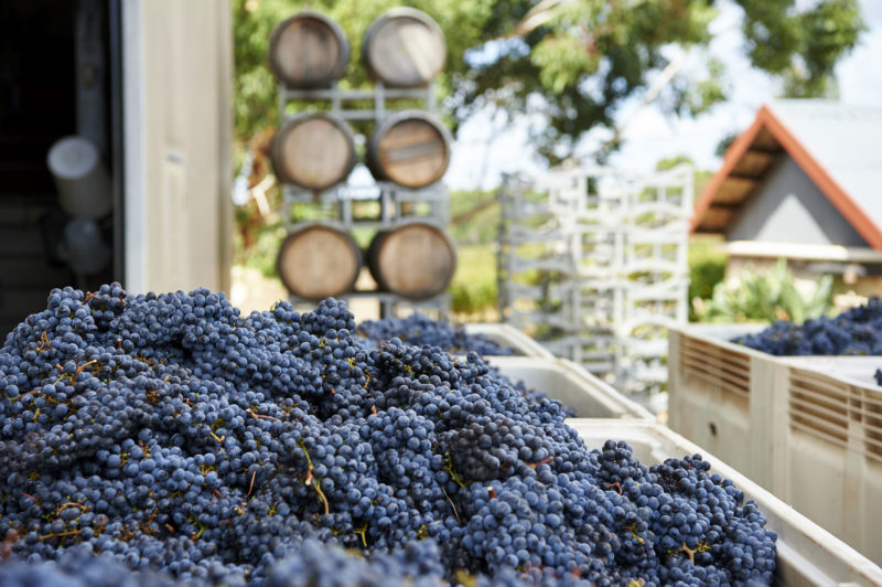 187_20160316_MOSS WOOD_Malbec Processing & Cabernet Sauvignon Vintage