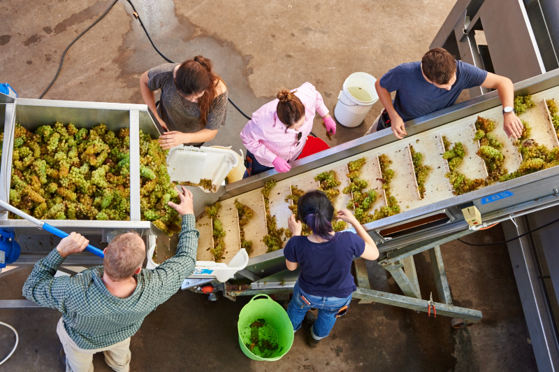 Moss Wood Chardonnay Production