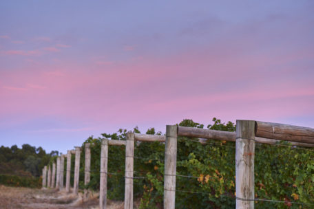 Moss Wood Merlot grapes on the vine at sunset.