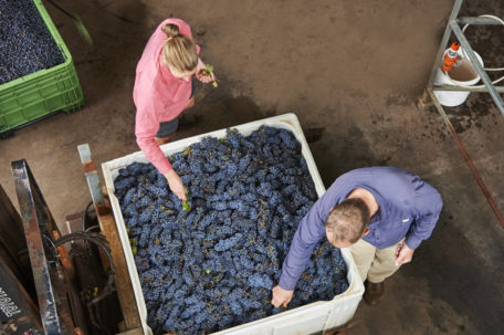 TEST 238_20160316_MOSS WOOD_Malbec Processing & Cabernet Sauvignon Vintage