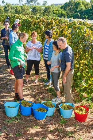 62_20160227_MOSS WOOD_Chardonnay Vintage & Pinot Plunging 1