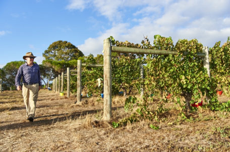 83_20160316_MOSS WOOD_Malbec Processing & Cabernet Sauvignon Vintage