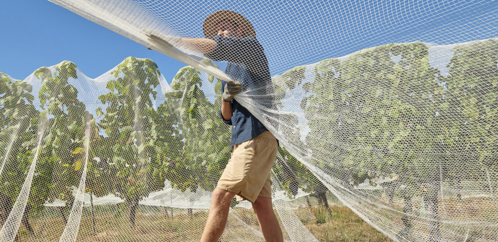 Netting the Pinot