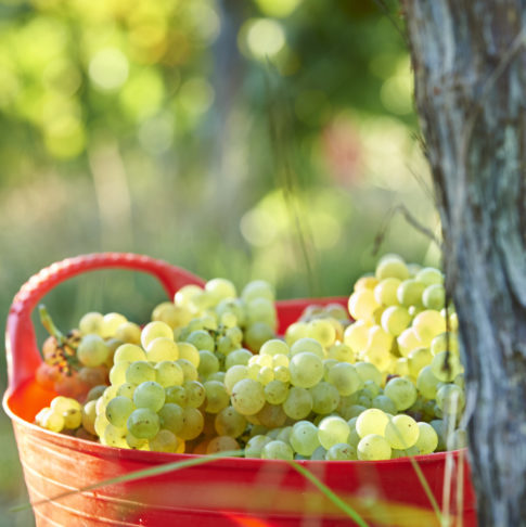 chardonnay grapes in bucket