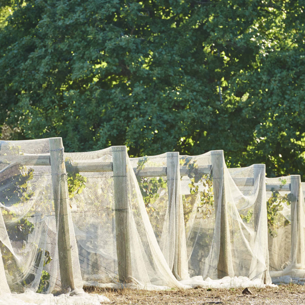 vineyard with nets