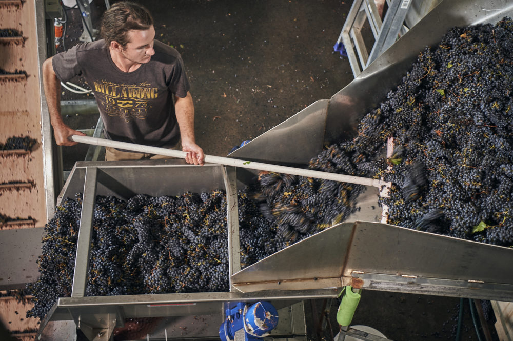 Grapes on a conveyor belt being inspected to make wine