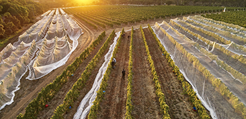 vineyard view Pinot Noir 2020 sunrise