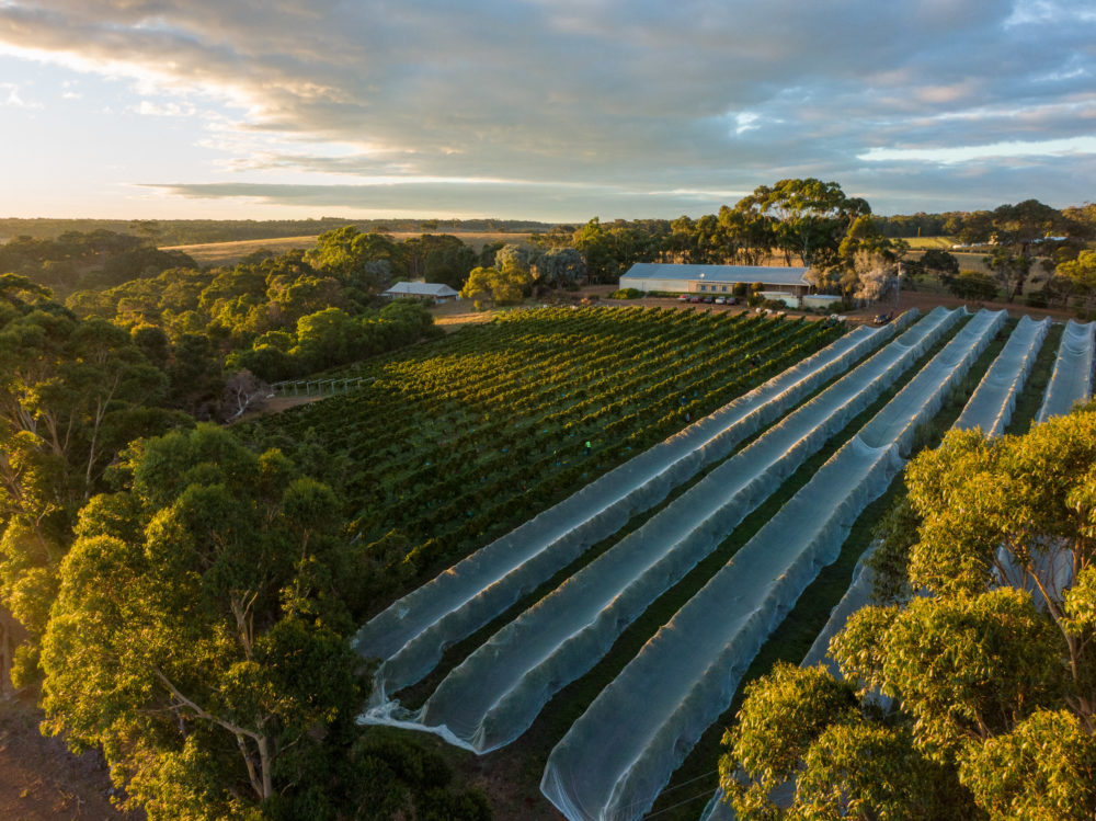 Moss Wood Ribbon Vale Chardonnay Vintage