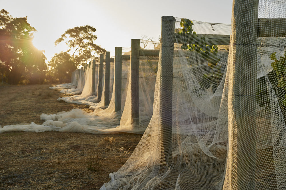 Chardonnay 2020 vintage