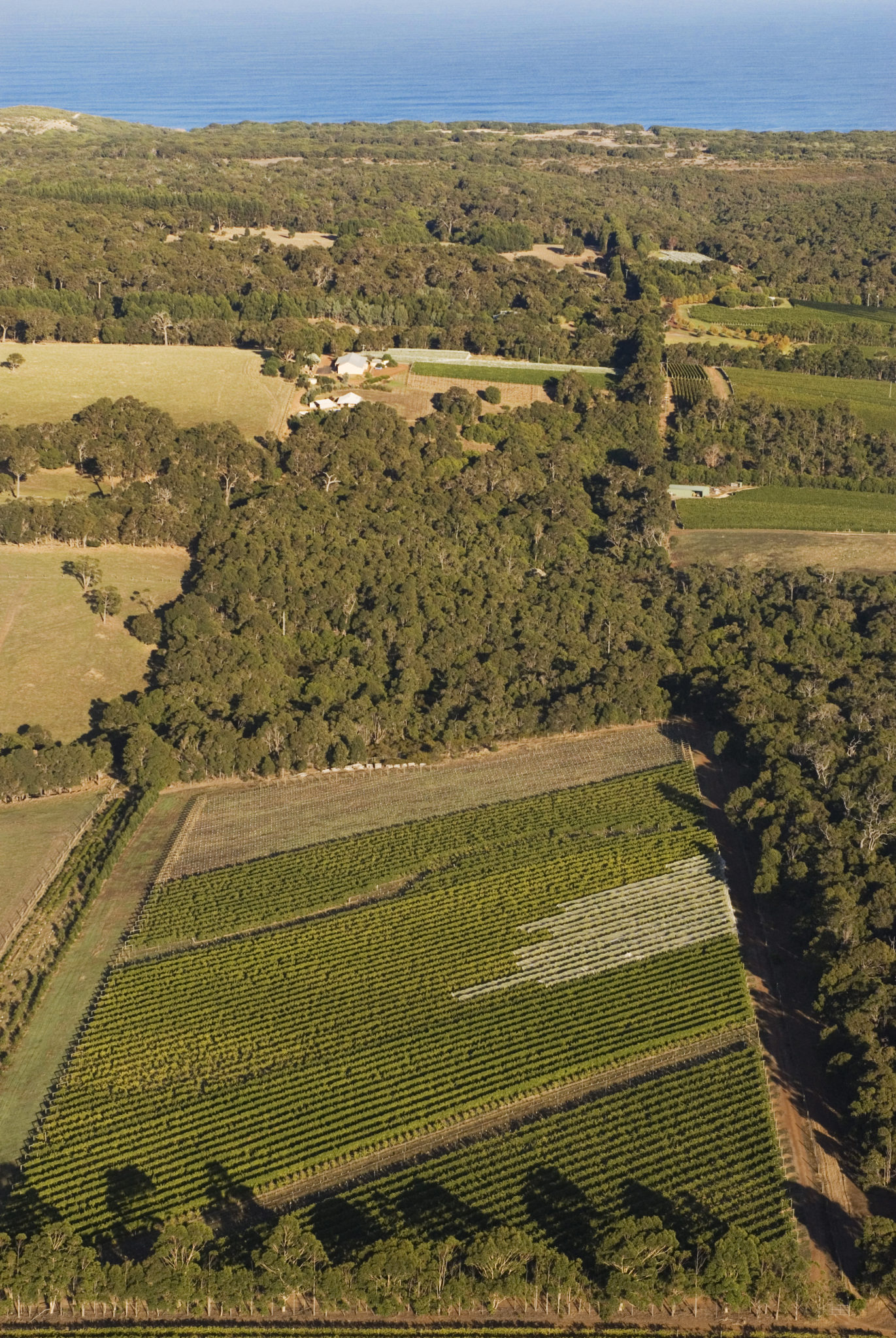 Aerial view of Moss Wood vineyards