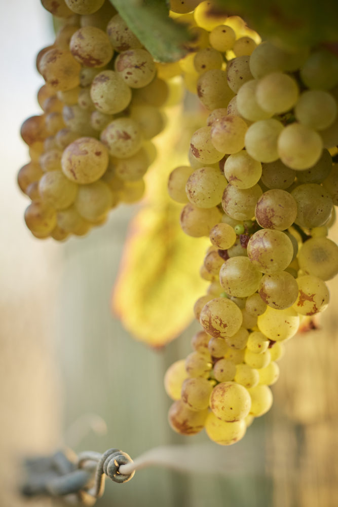 Moss Wood Ribbon Vale Chardonnay Vintage