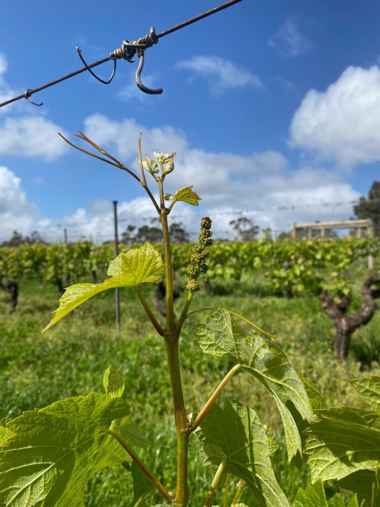 MW19PN budburst MW19PN budburst