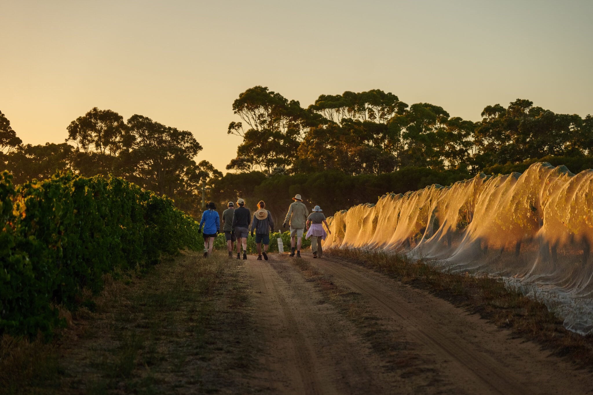 Moss Wood workers walking off after a long day at work in a vineyard