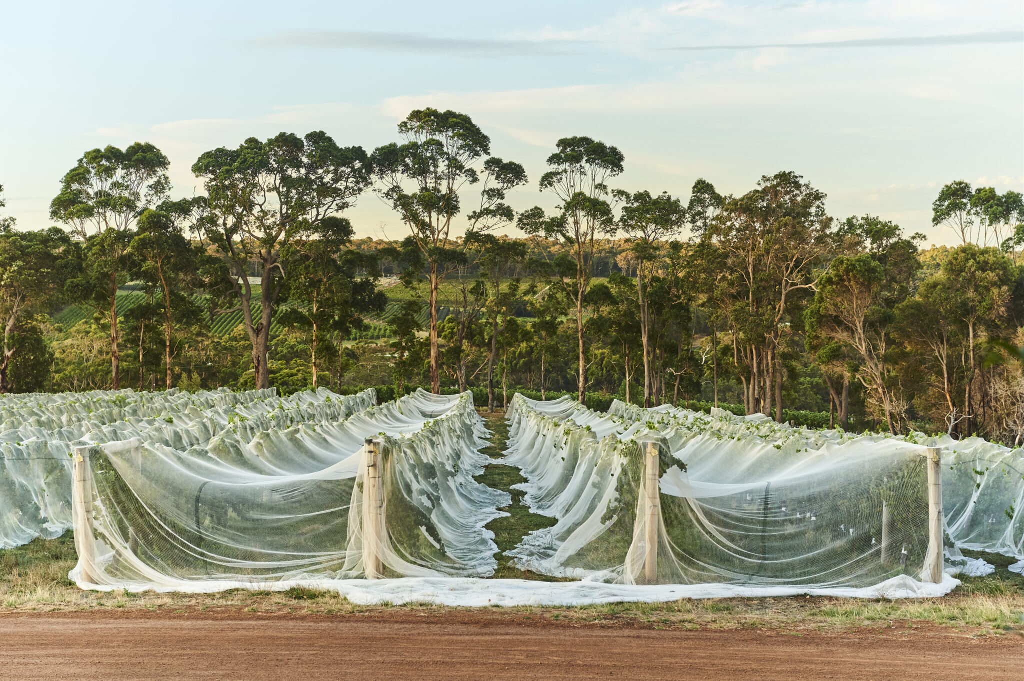 A vineyard full of grape vines covered in protective netting