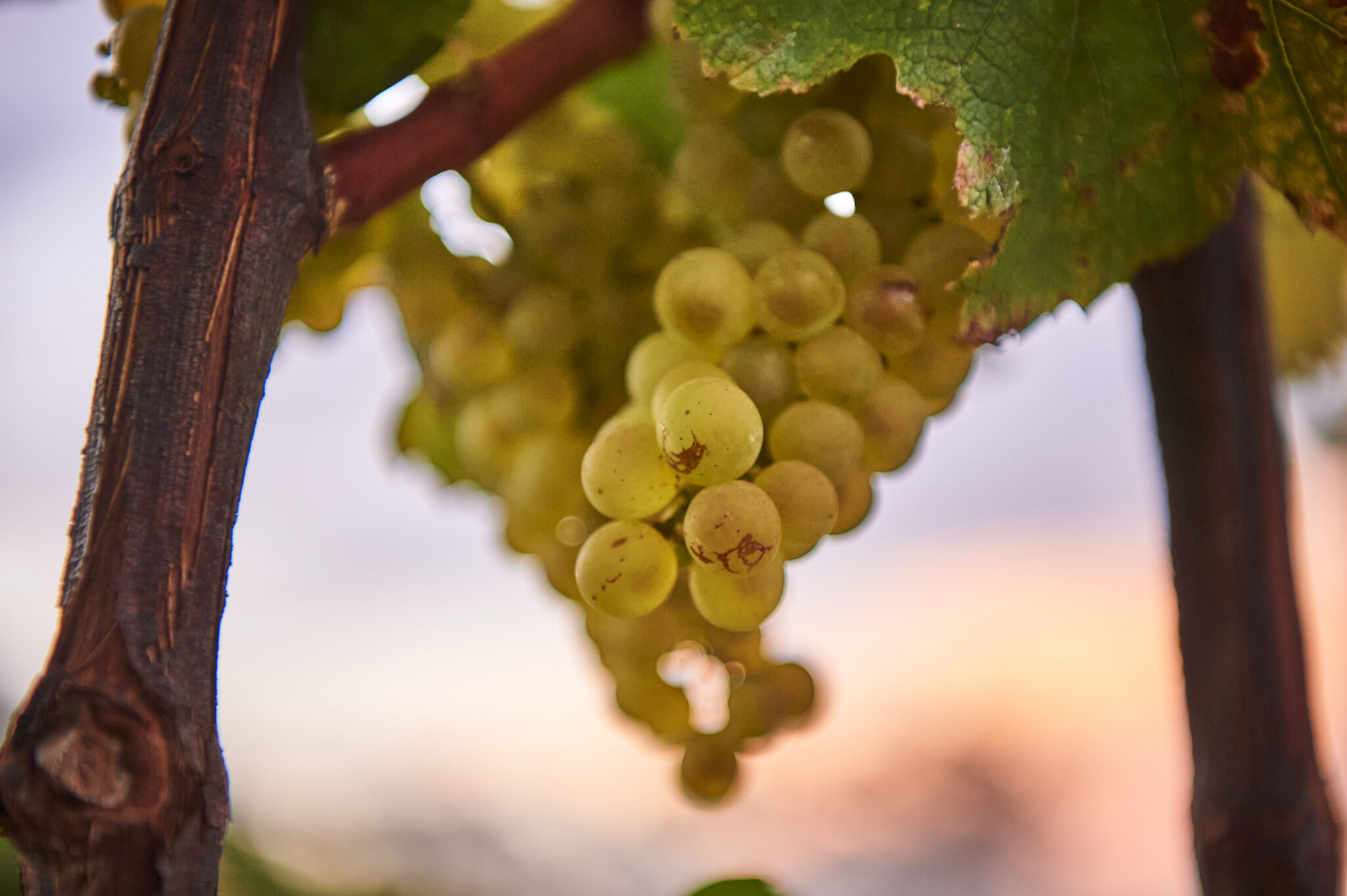 Grapes hanging in a vineyard