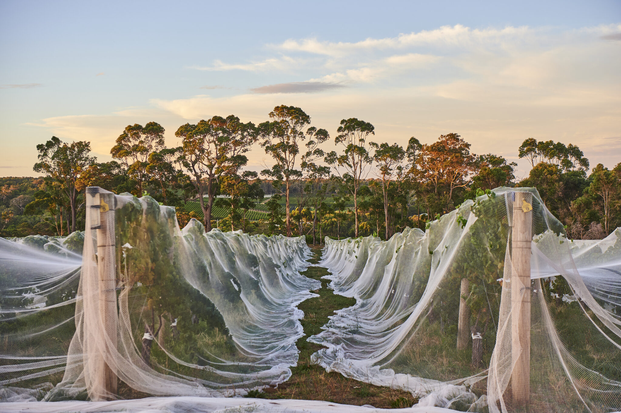 A vineyard full of grape vines covered in protective netting