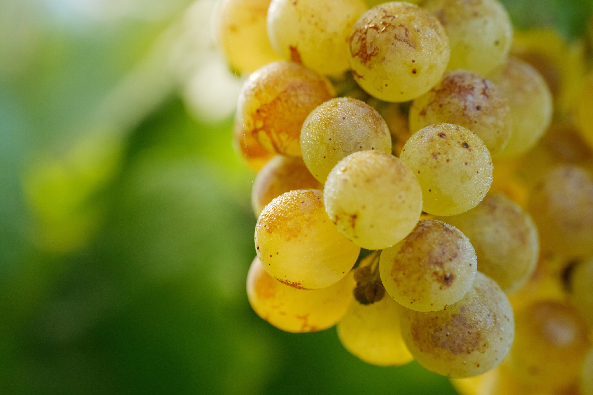 A close-up of grapes hanging in a vineyard