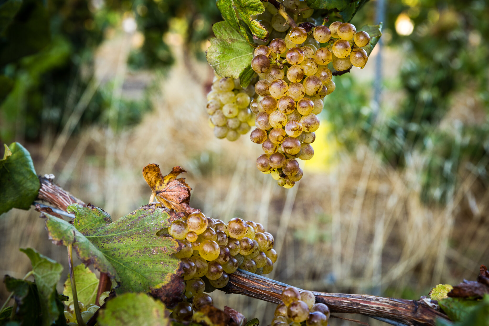 Grapes hanging in a vineyard