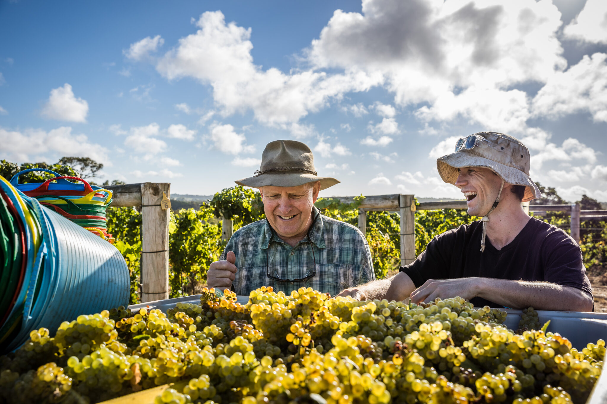 Two vineyard workers laughing next to a large tub of grapes