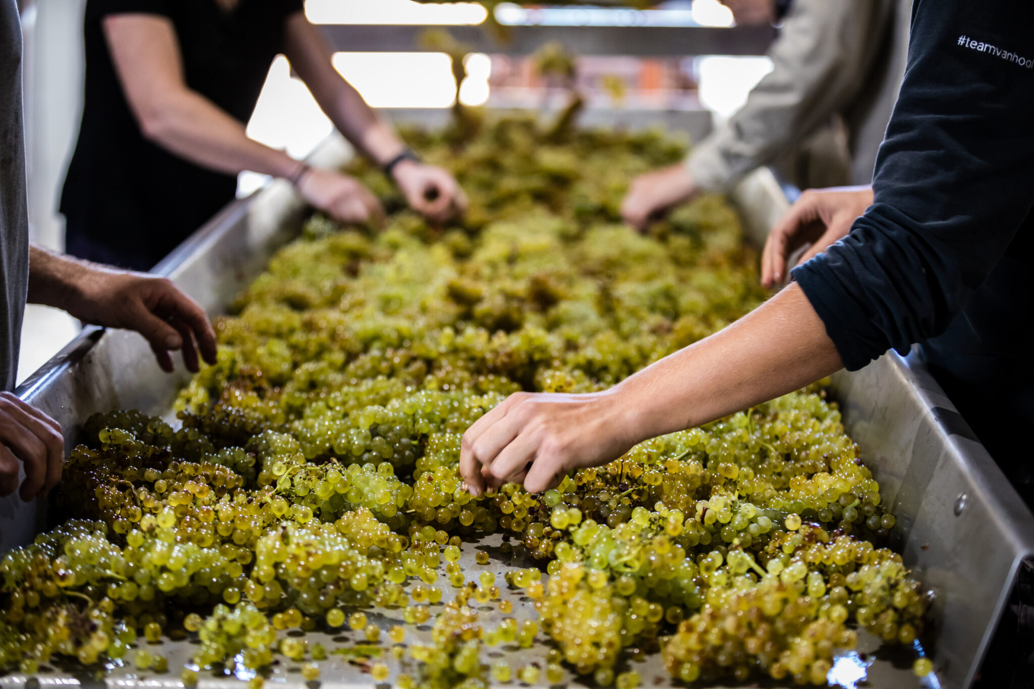 Workers in a vineyard inspecting grapes