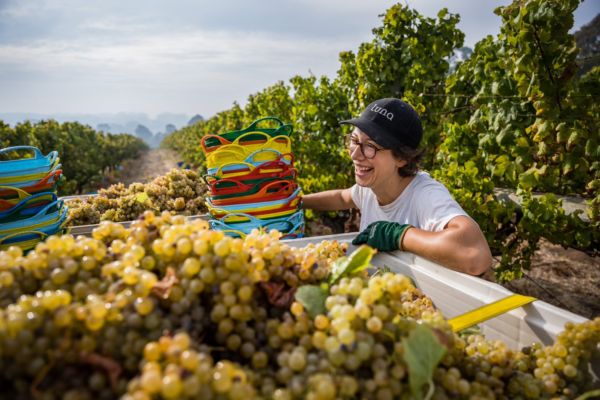 A worker laughing while leaning on a large tub full of grapes after being picked in a vineyard