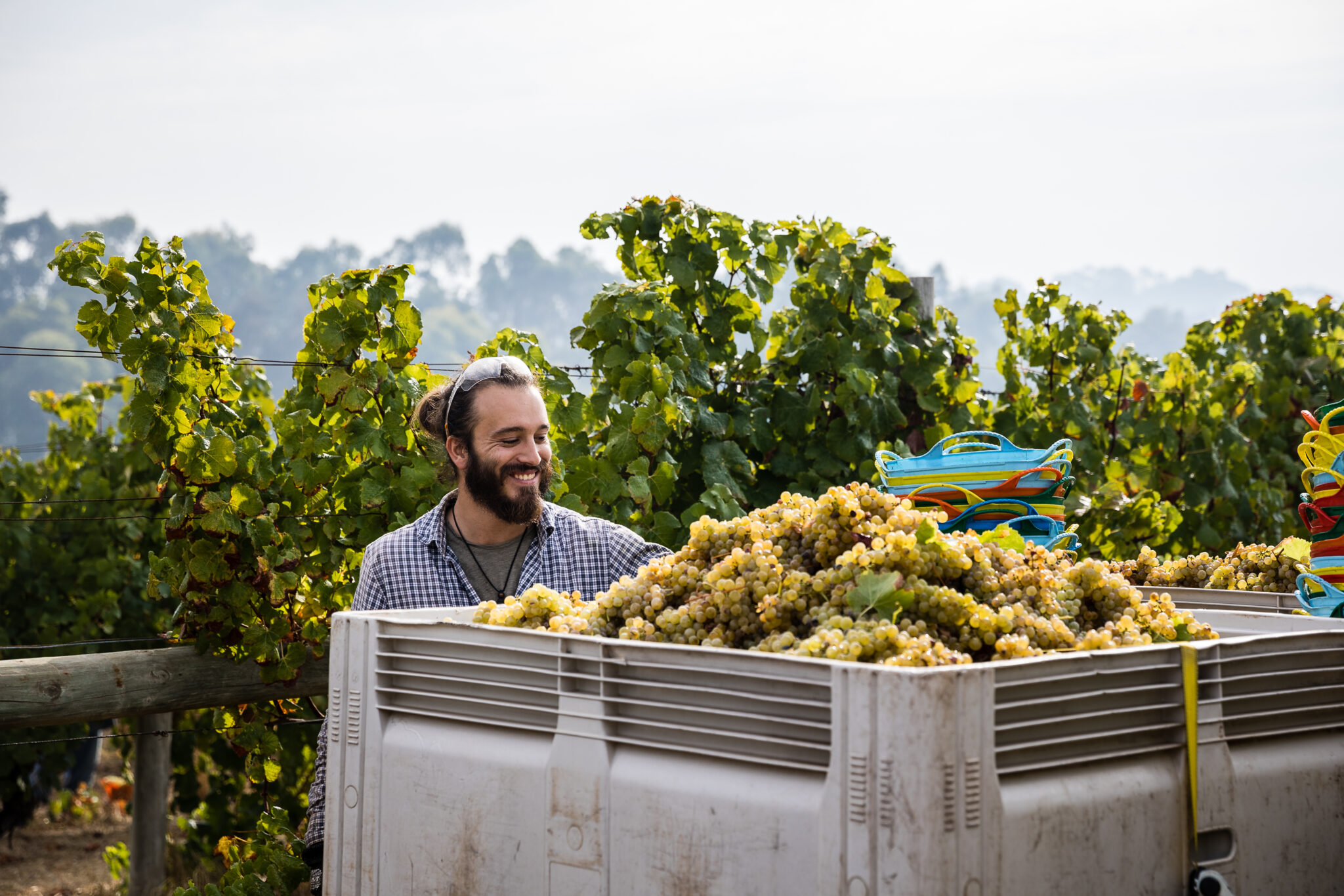 A worker smiling while looking at a large tub full of grapes after being picked in a vineyard