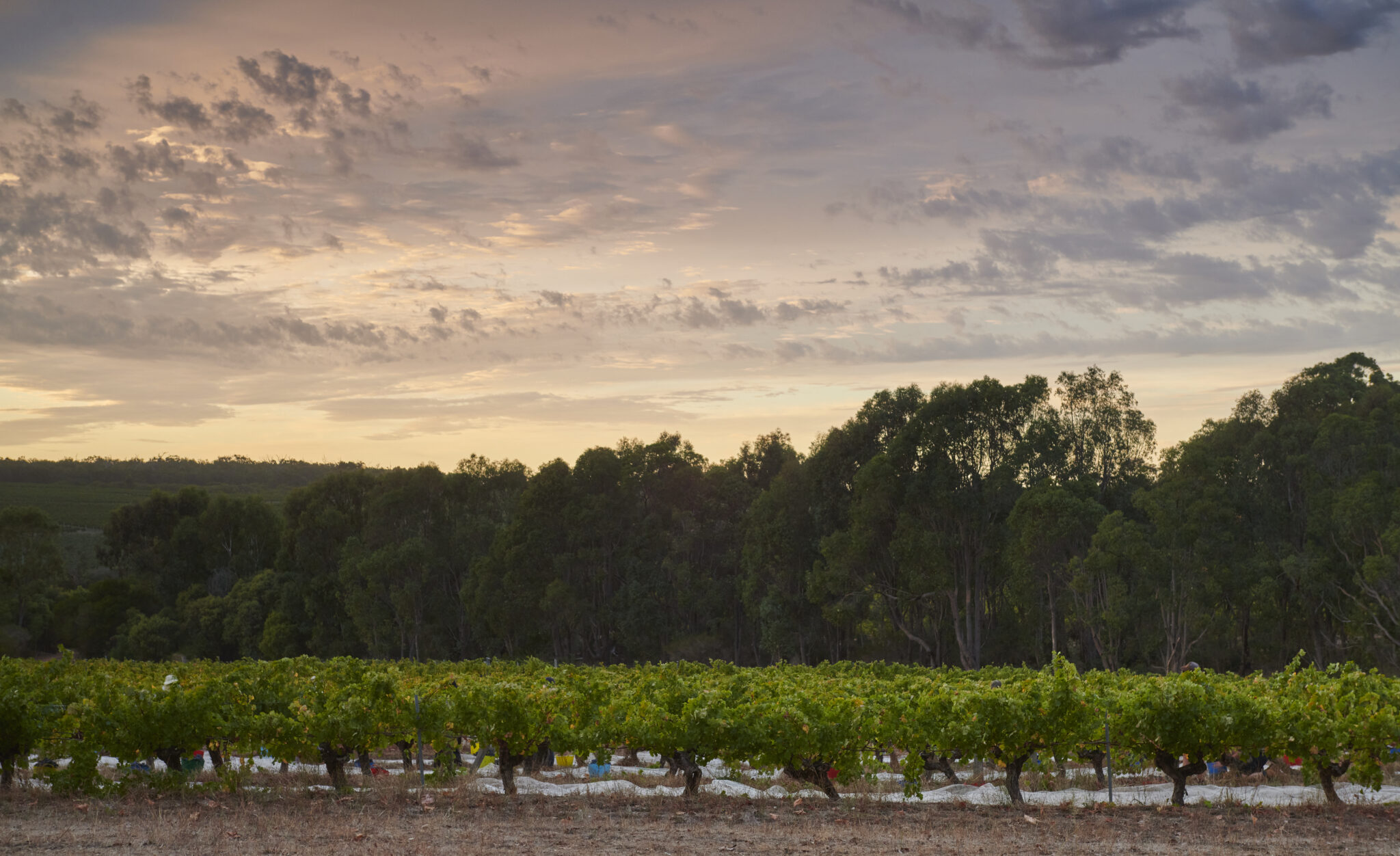 Moss Wood vineyard