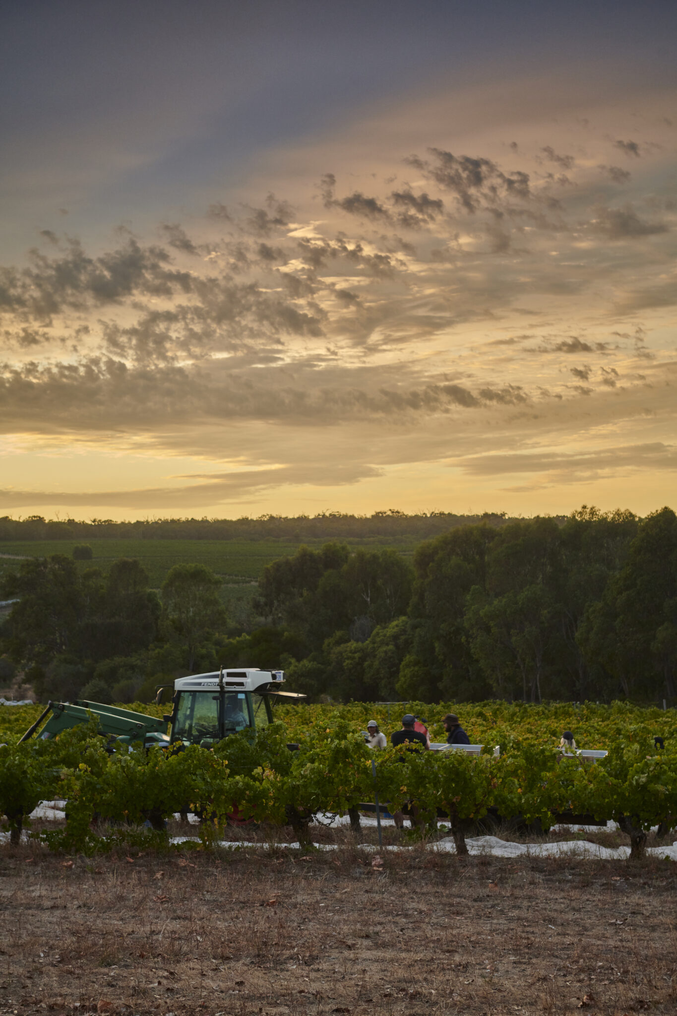 Moss Wood vineyard