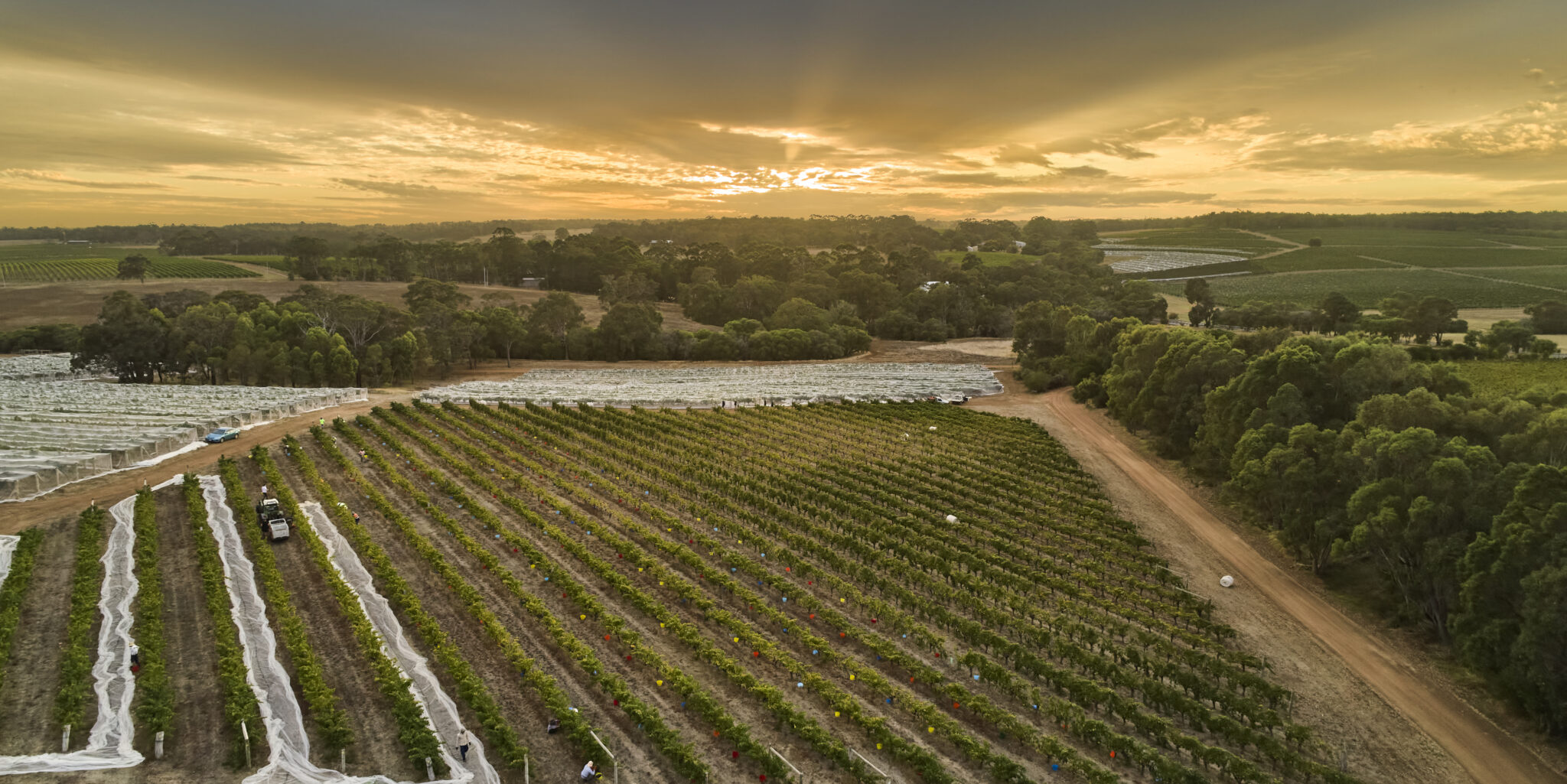 An aerial view of a vineyard