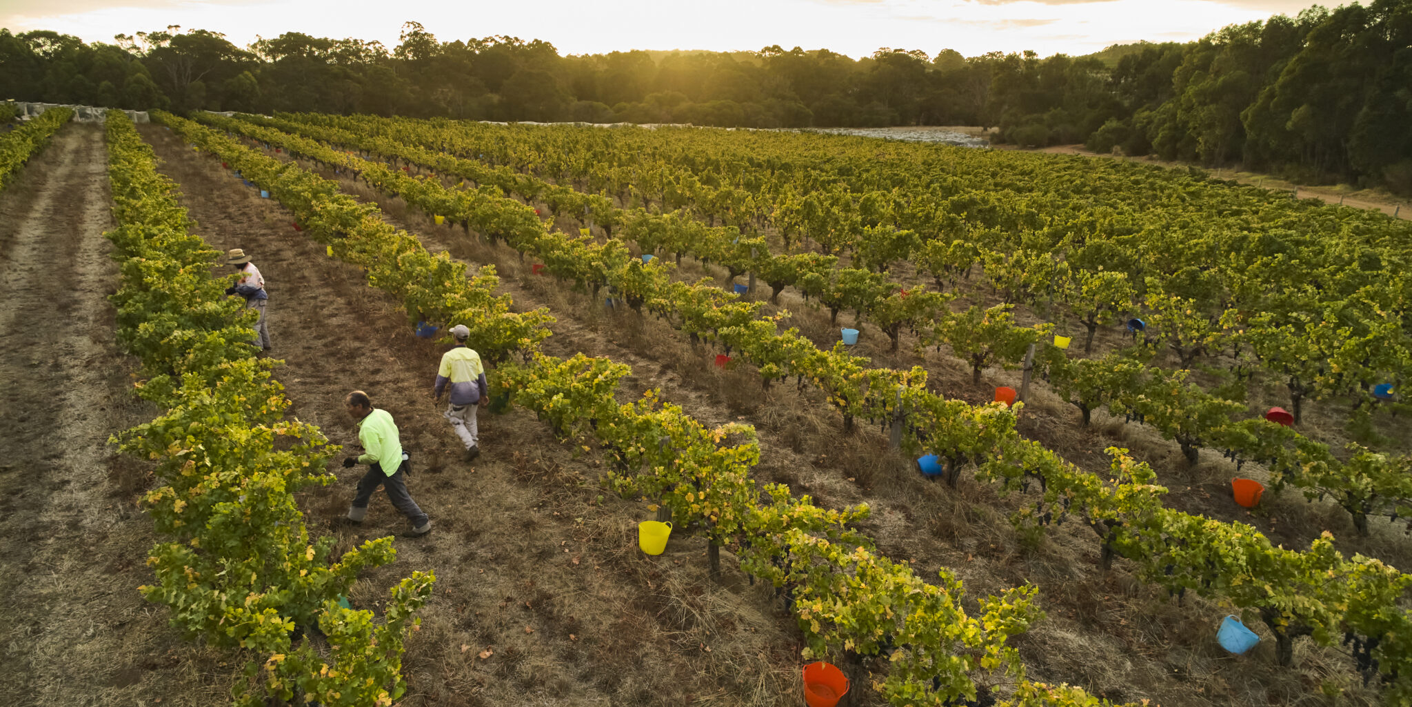 An aerial view of Moss Wood winery vineyard