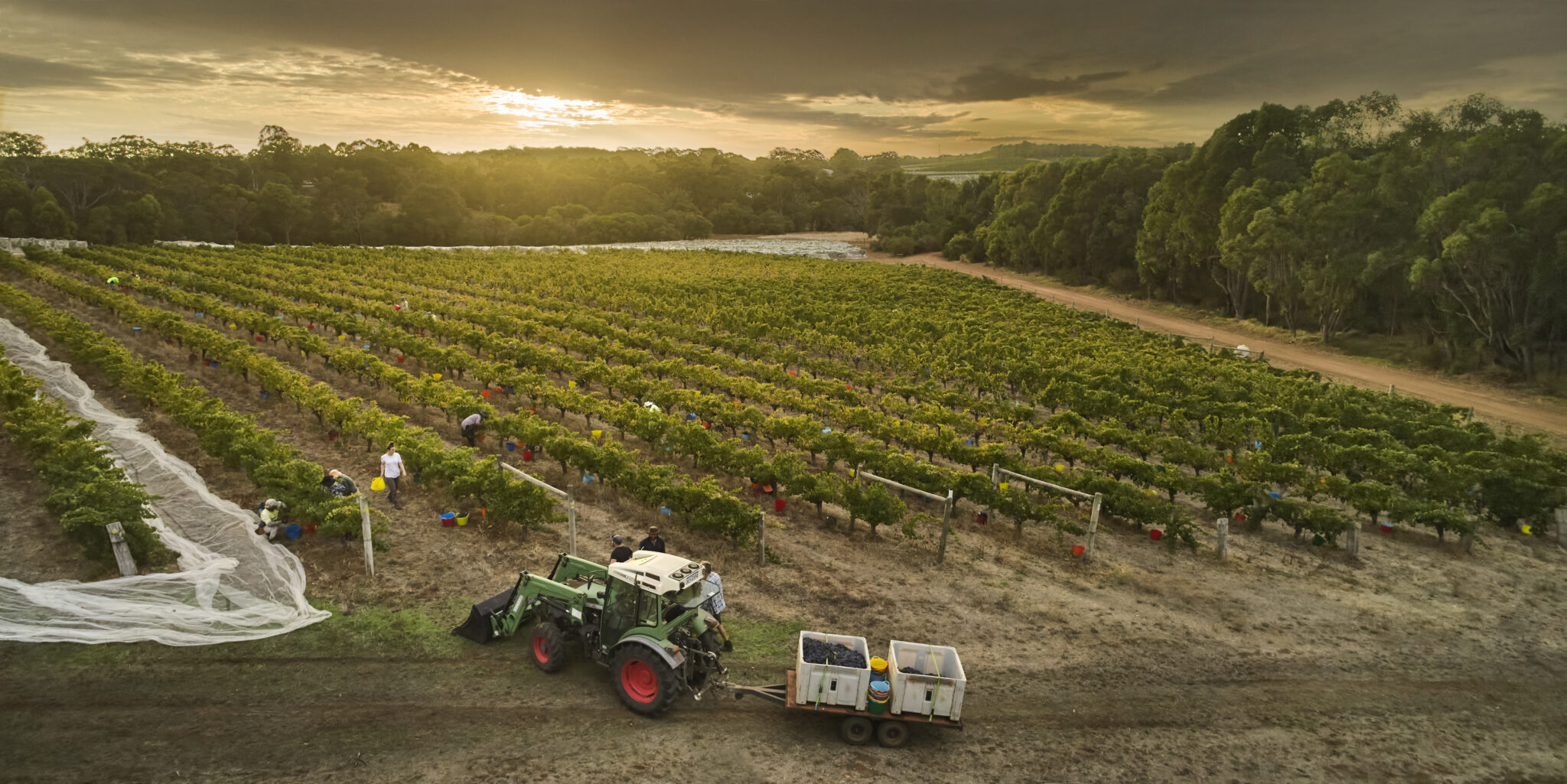 An aerial view of Moss Wood winery vineyard