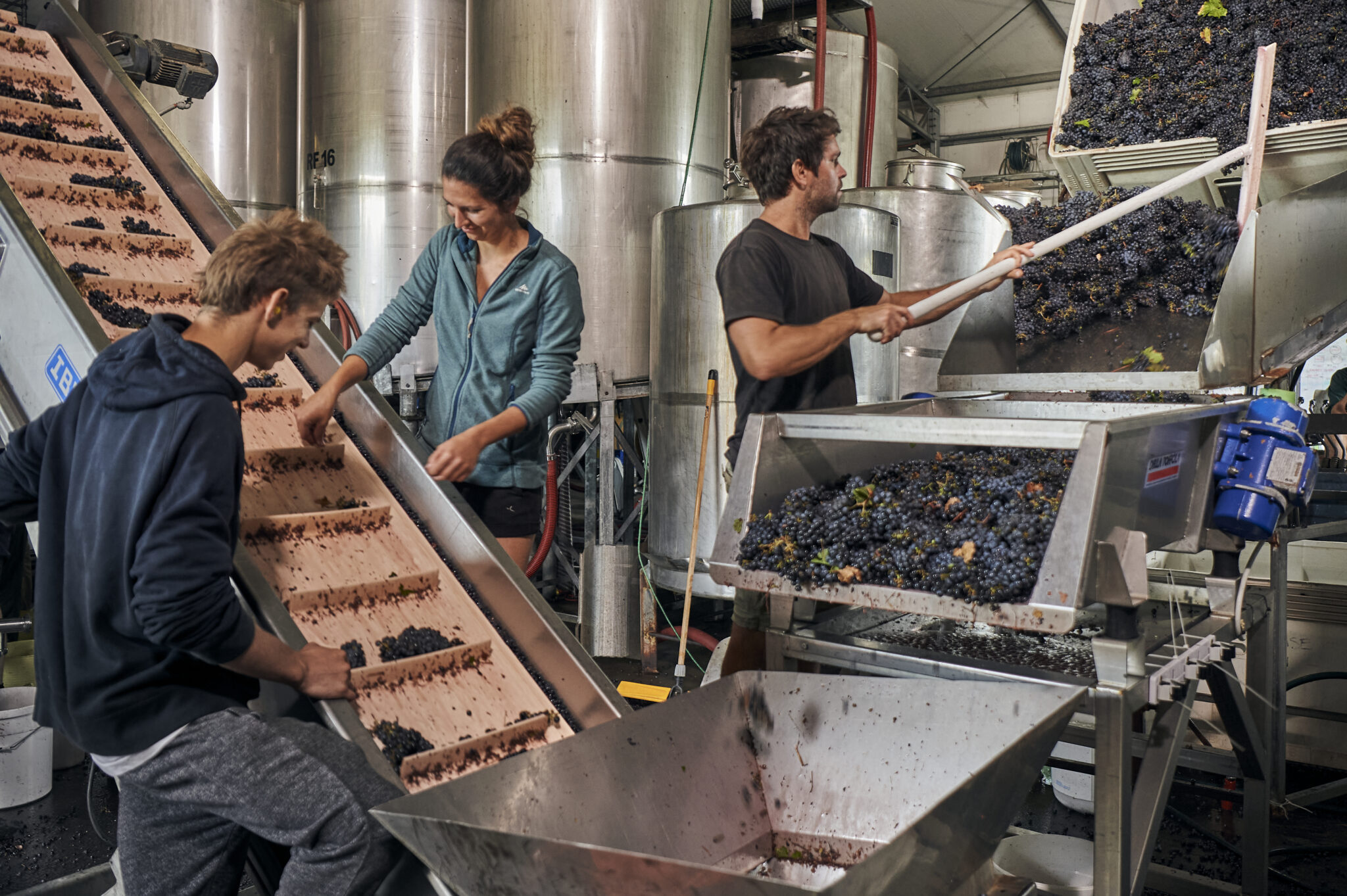 Moss Wood workers inspecting grapes