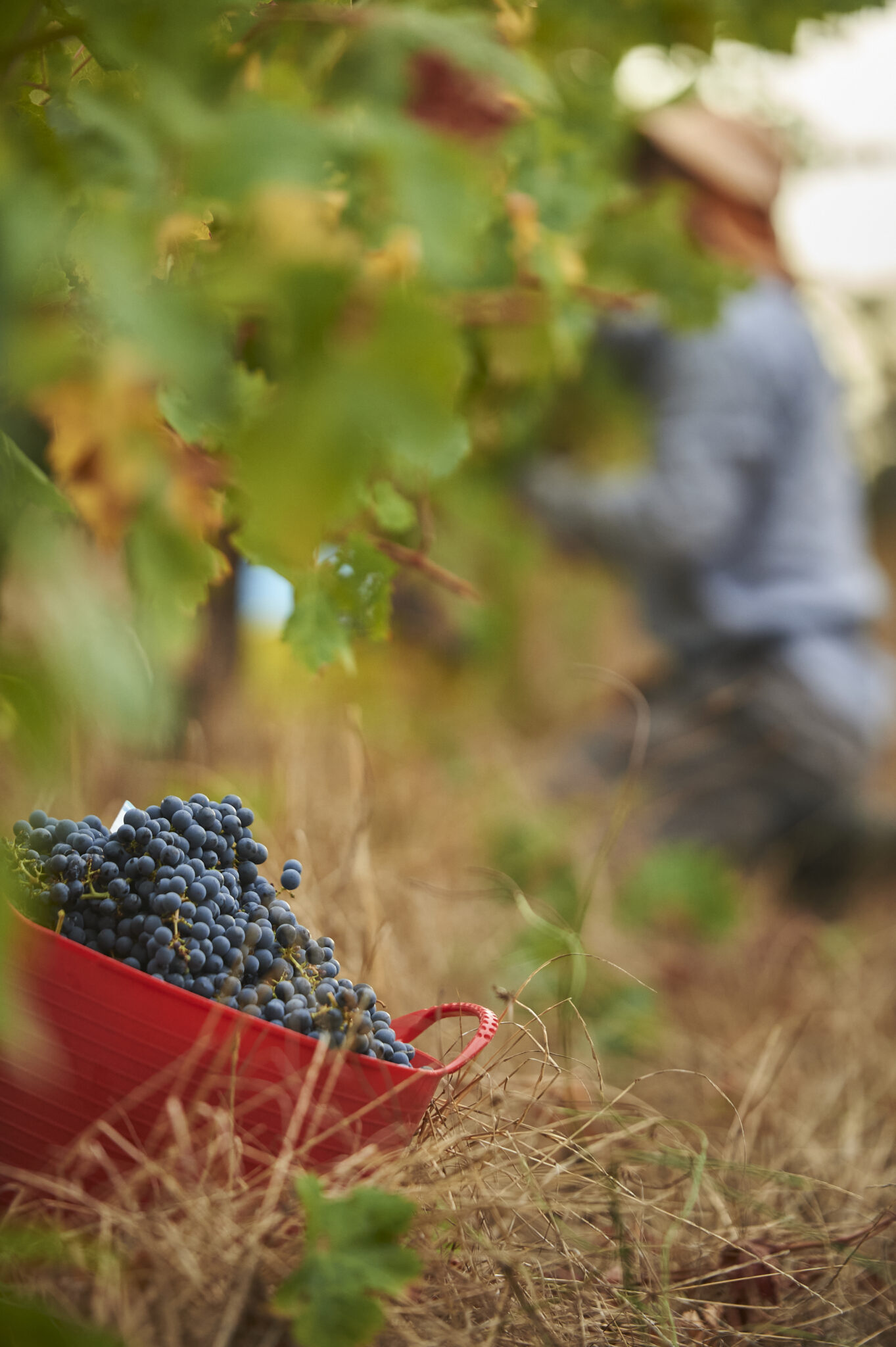 A red tub of grapes in a vineyard