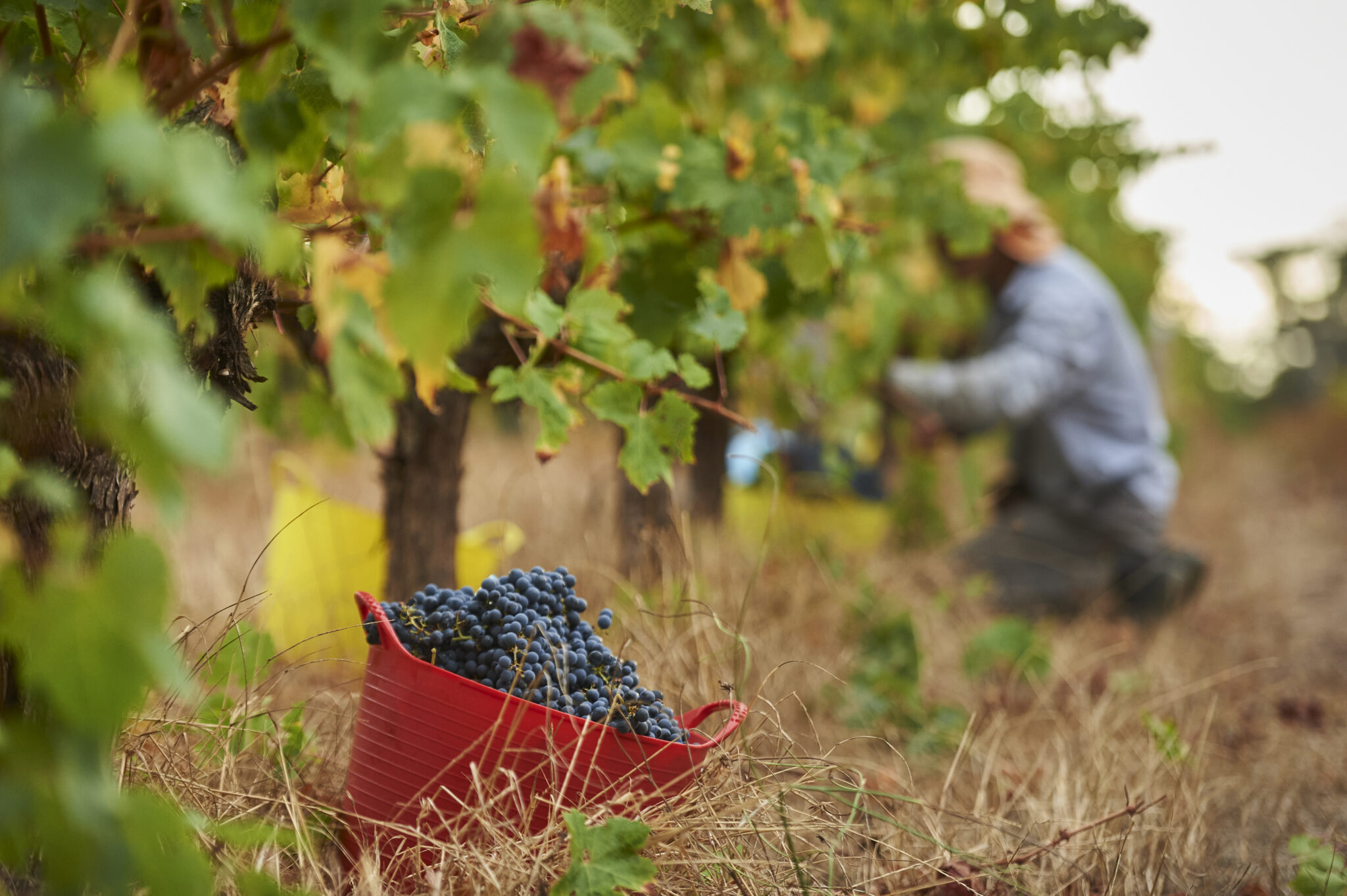 A red tub of grapes in a vineyard