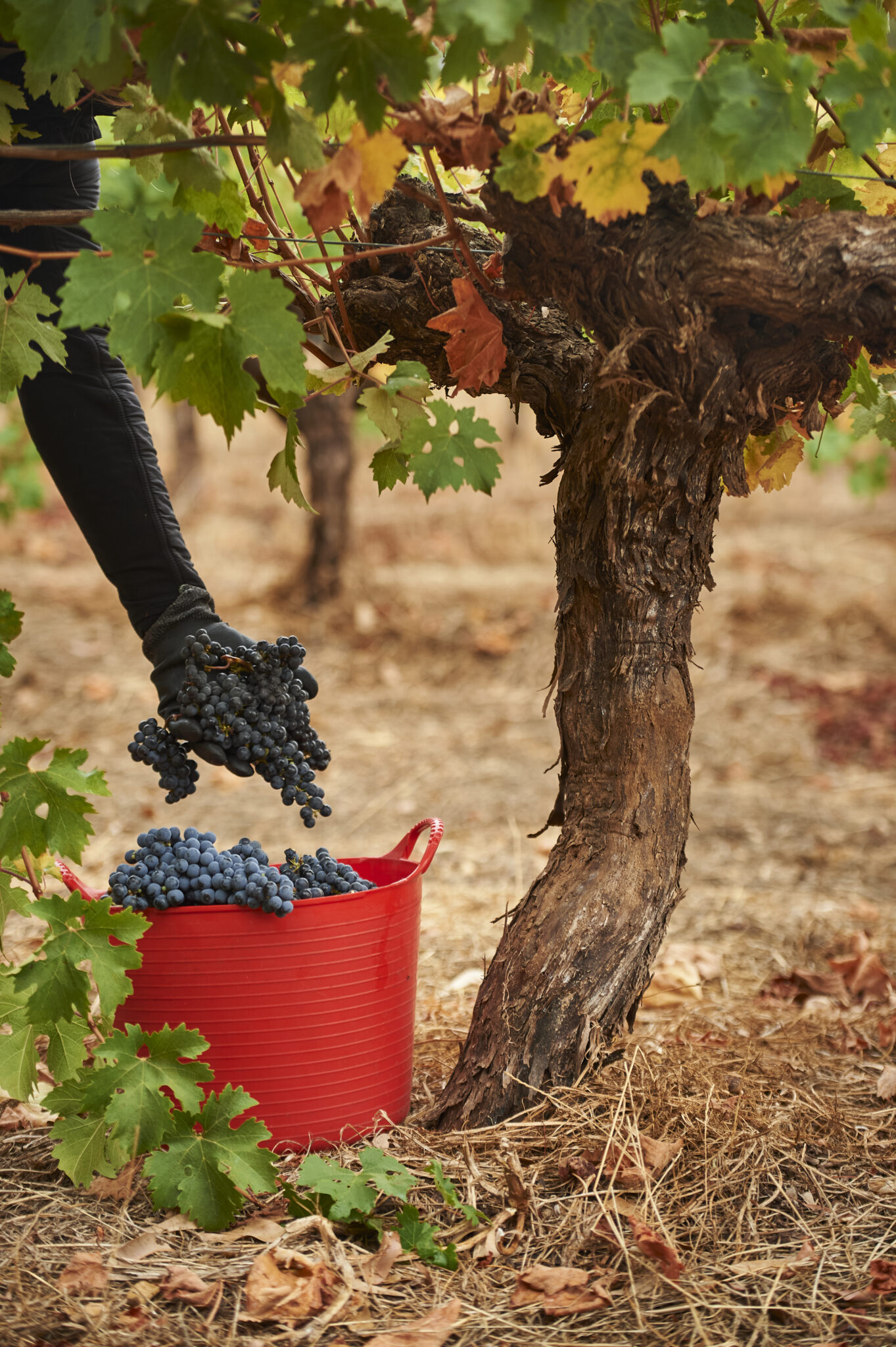 A worker picking grapes