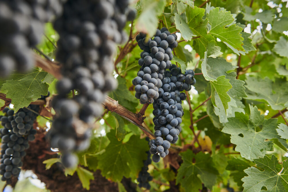 Grapes ready to pick at Moss Wood winery