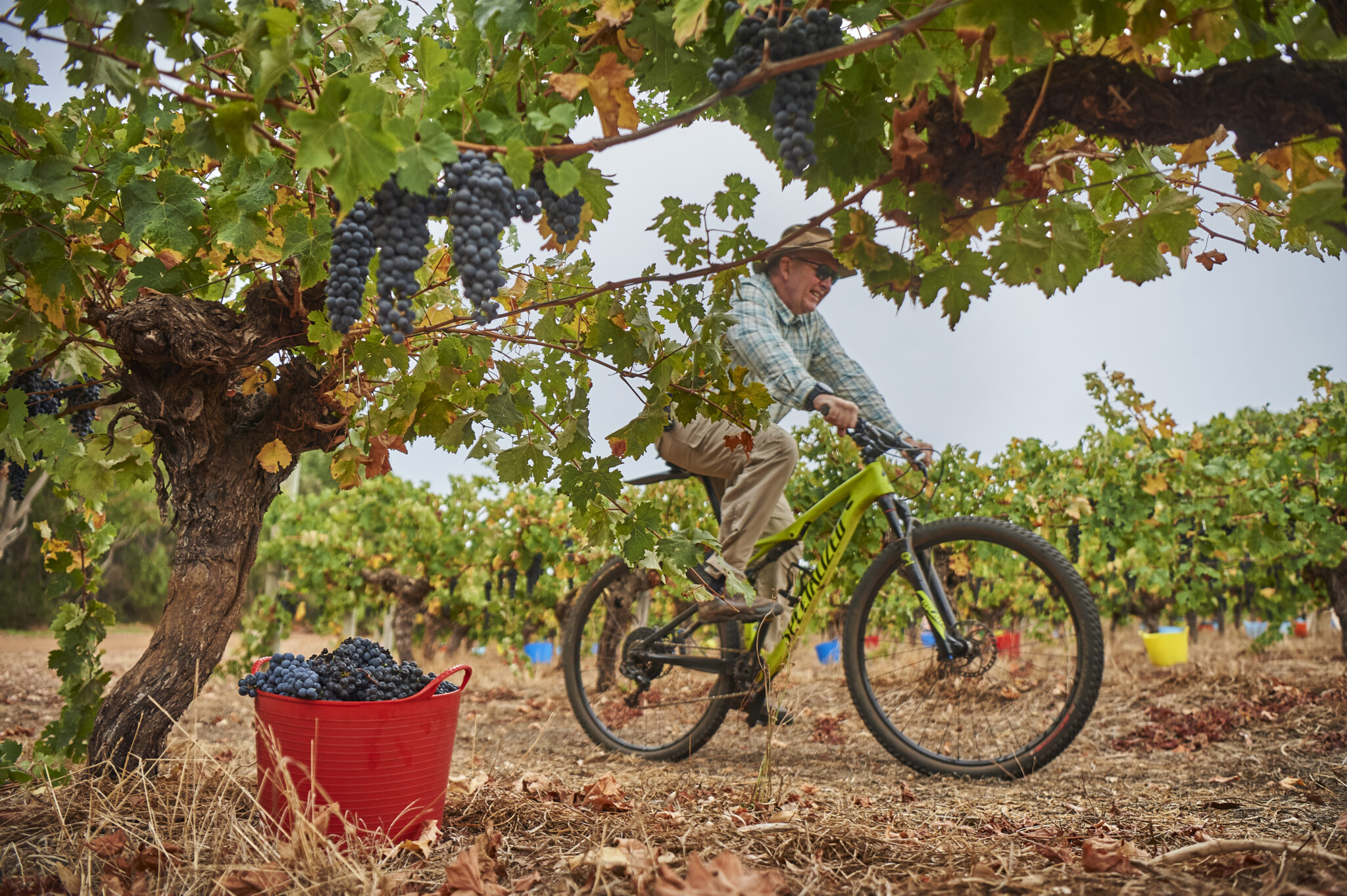 Riding a bike through the vineyard