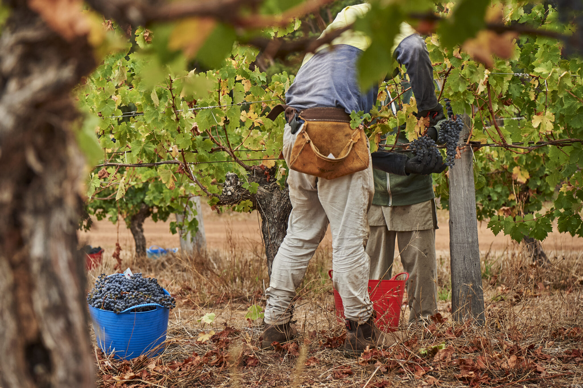 Moss Wood workers picking grapes in the vineyard