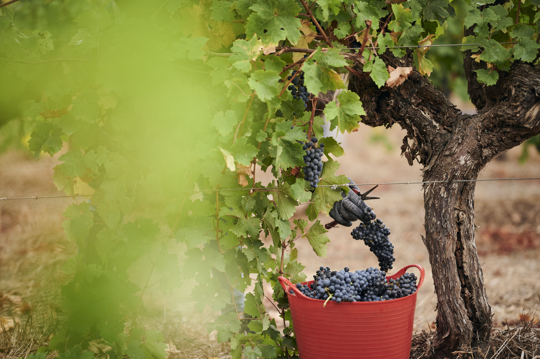 Picking grapes at Moss Wood winery