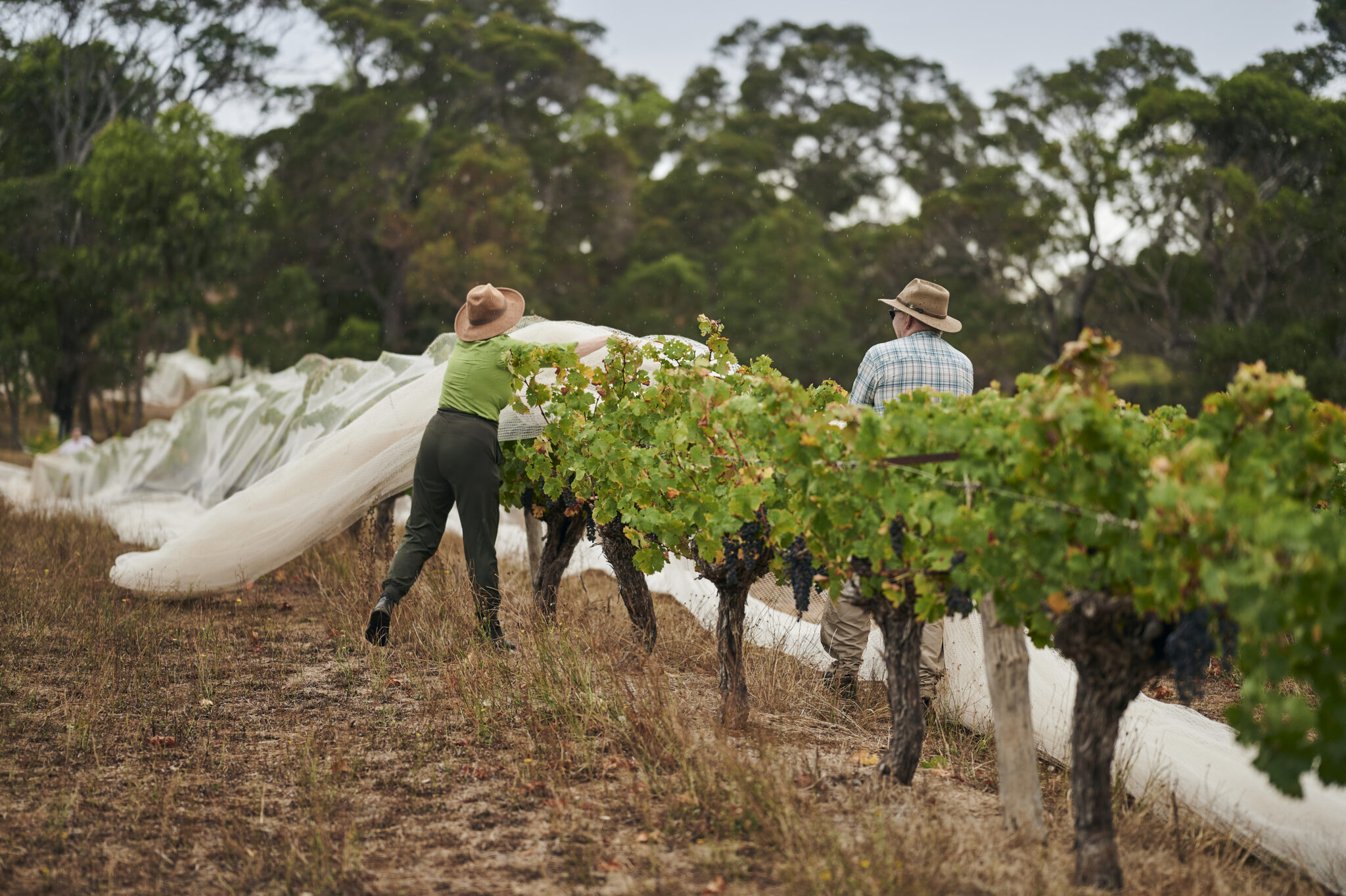 Workers throwing nets on grape trees in Moss Wood vineyard