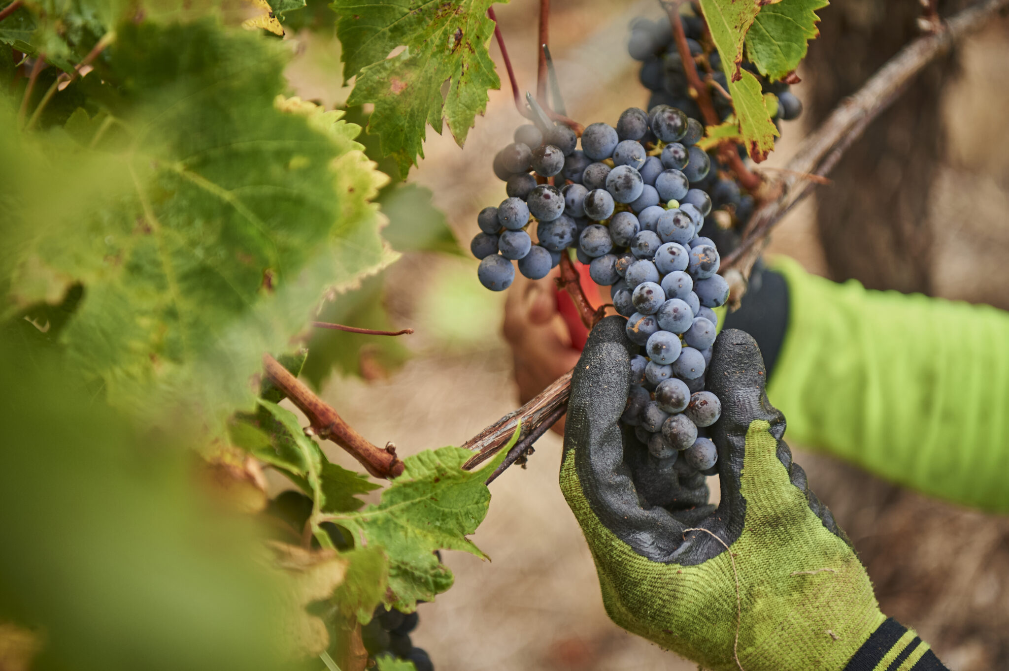 Picking grapes in Moss Wood winery