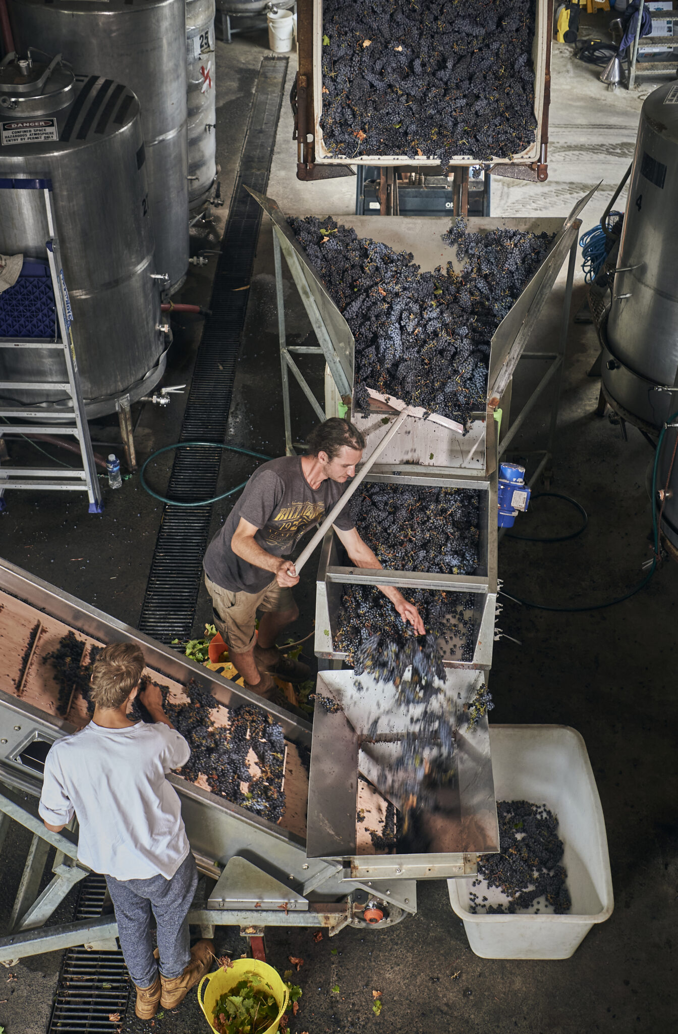 Moss Wood workers inspecting grapes