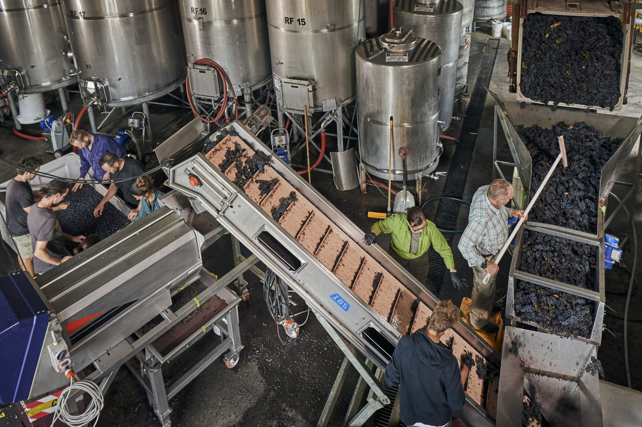 Moss Wood workers inspecting grapes