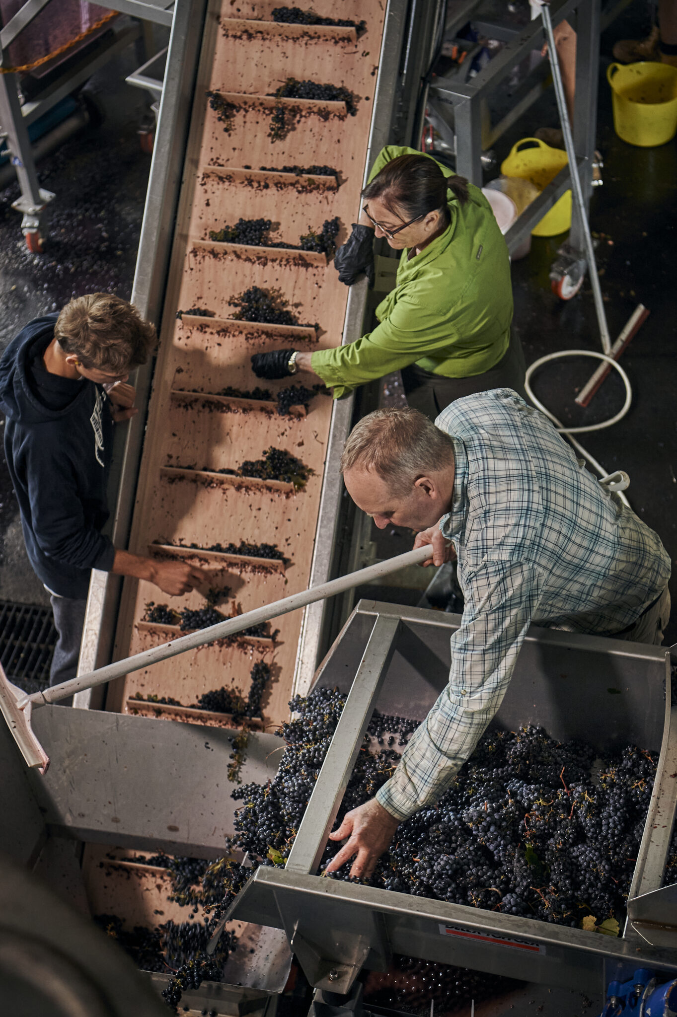 Moss Wood workers inspecting grapes