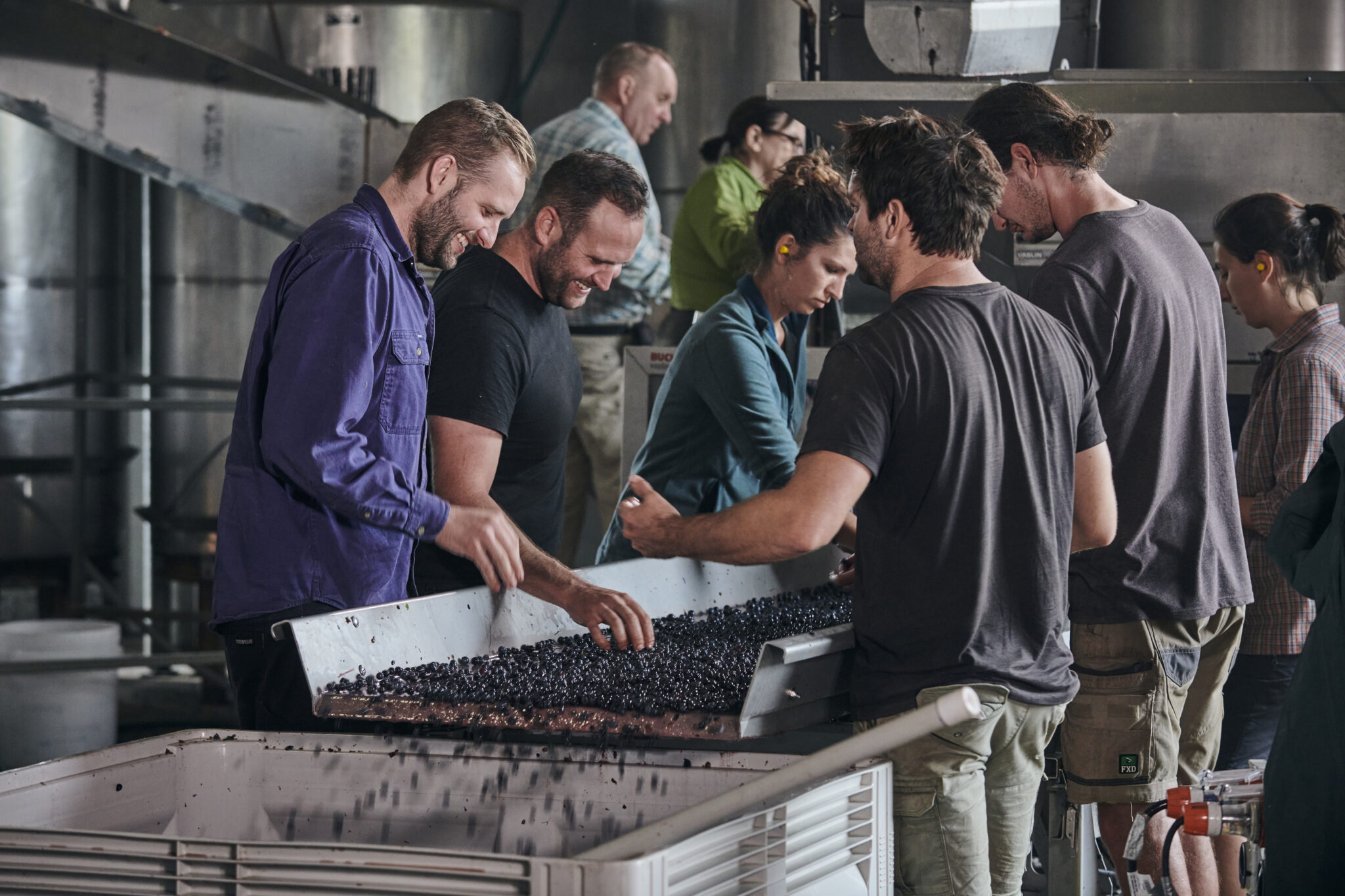 Moss Wood workers inspecting grapes