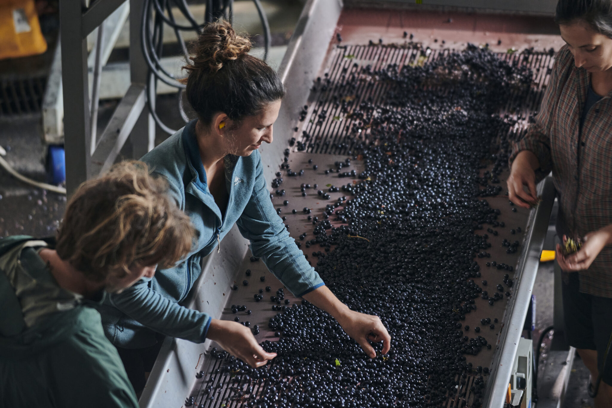 Moss Wood workers inspecting grapes