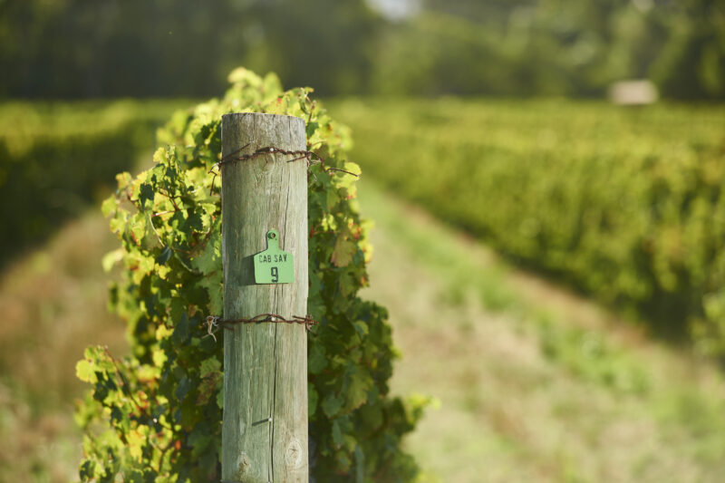 Moss Wood vineyard with a row for Cab Sav